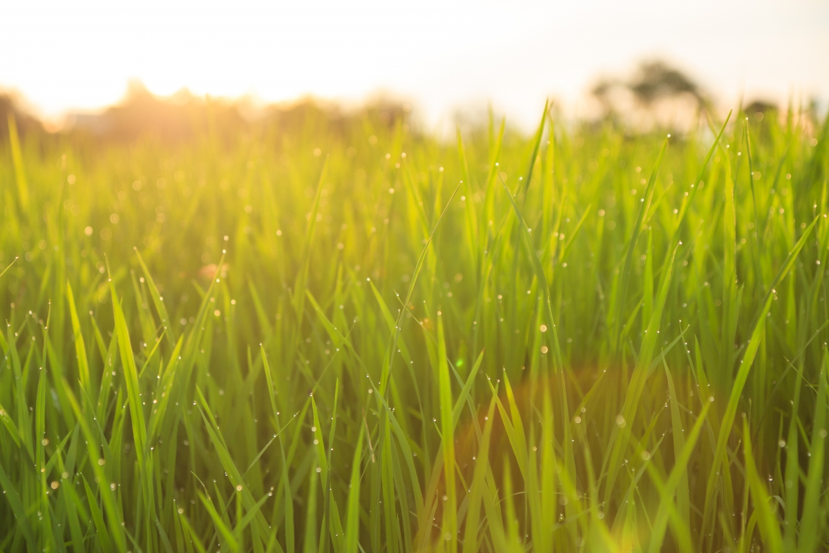 bigstock-organic-rice-field-with-dew-dr-61552301